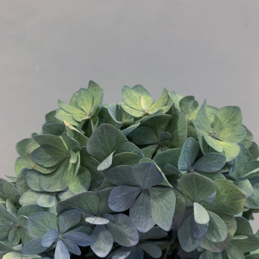 flower in green