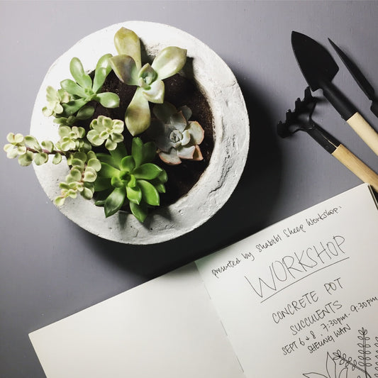Workshop: concrete pot x succulents