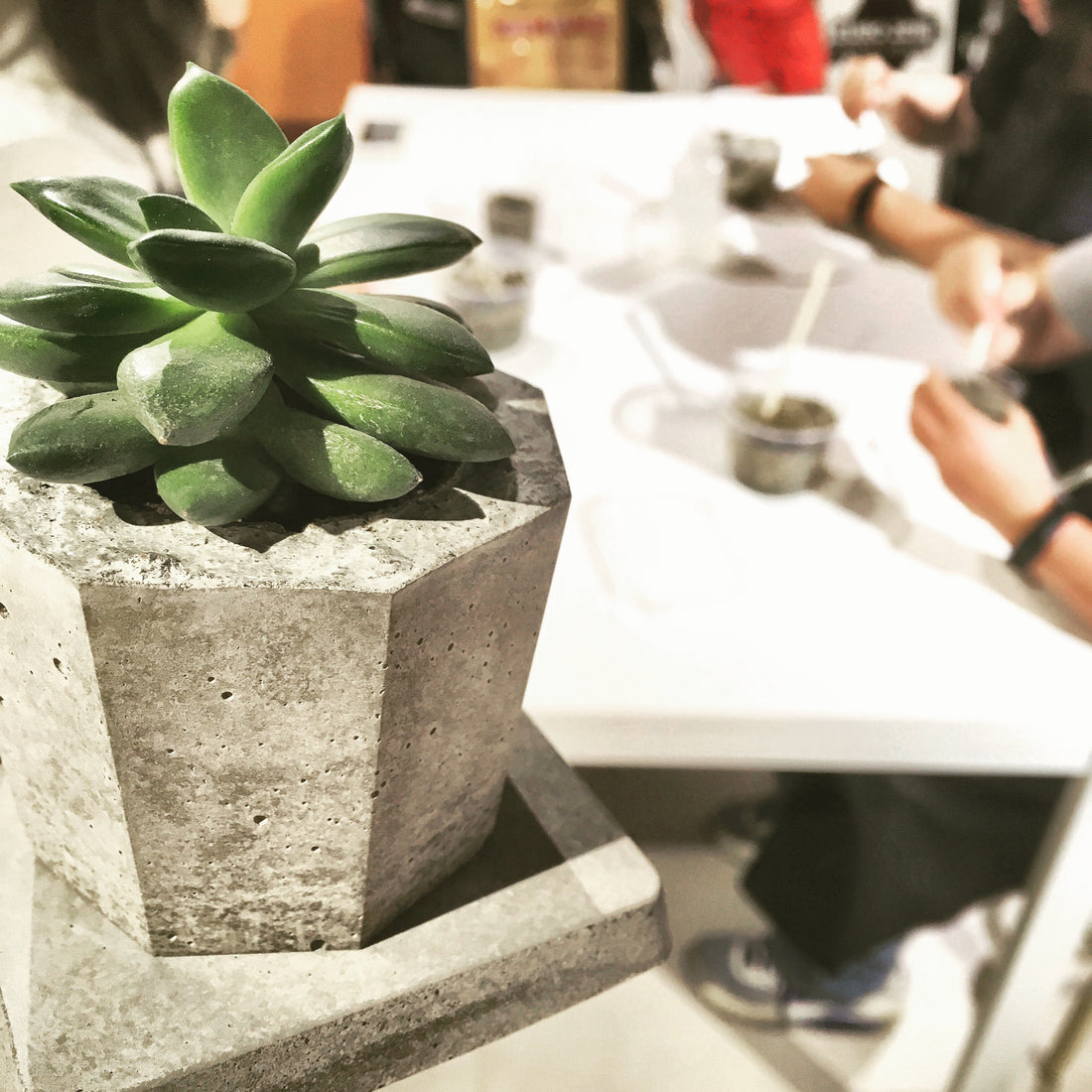 workshop: concrete planter x succulents