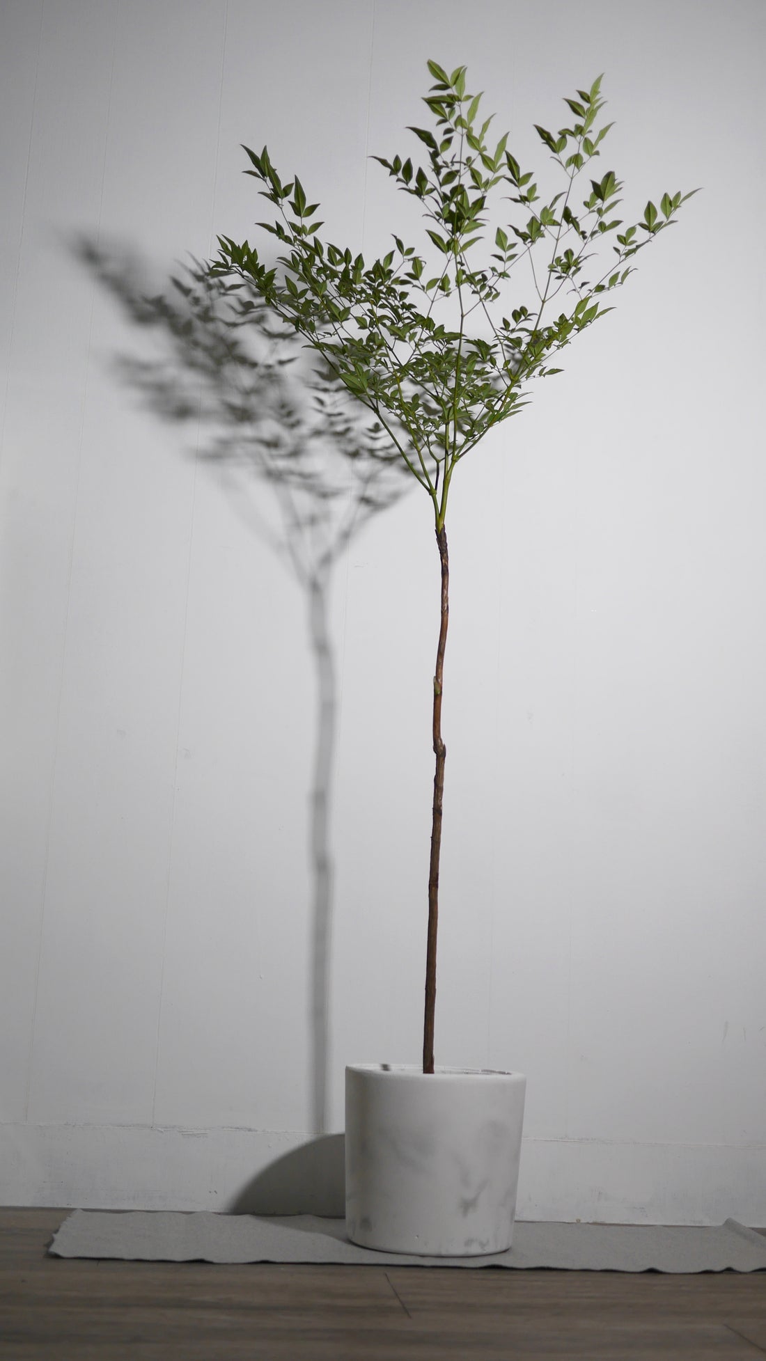 Large planter