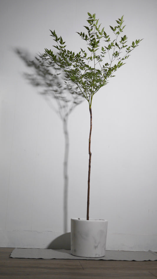 Large planter
