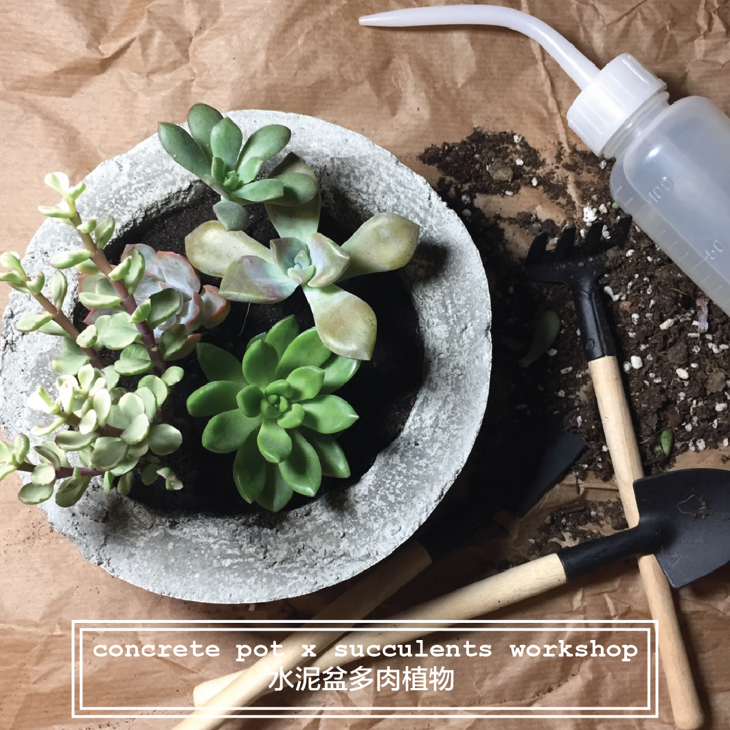 Workshop: concrete pot x succulents
